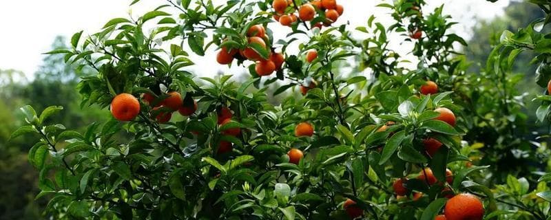 砂糖桔种植技术：从环境条件到裂果预防