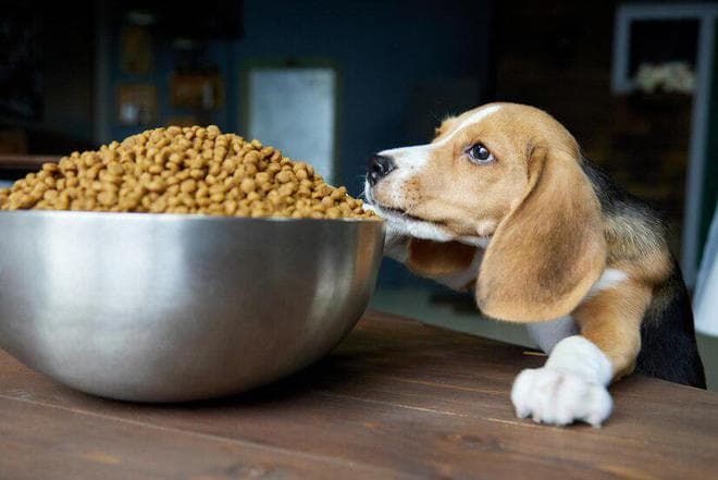 狗狗想变壮！狗狗吃什么才能变壮？真的有“猛犬套餐”吗？