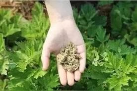 艾叶垫子的好处和坏处，”专家提醒这三点