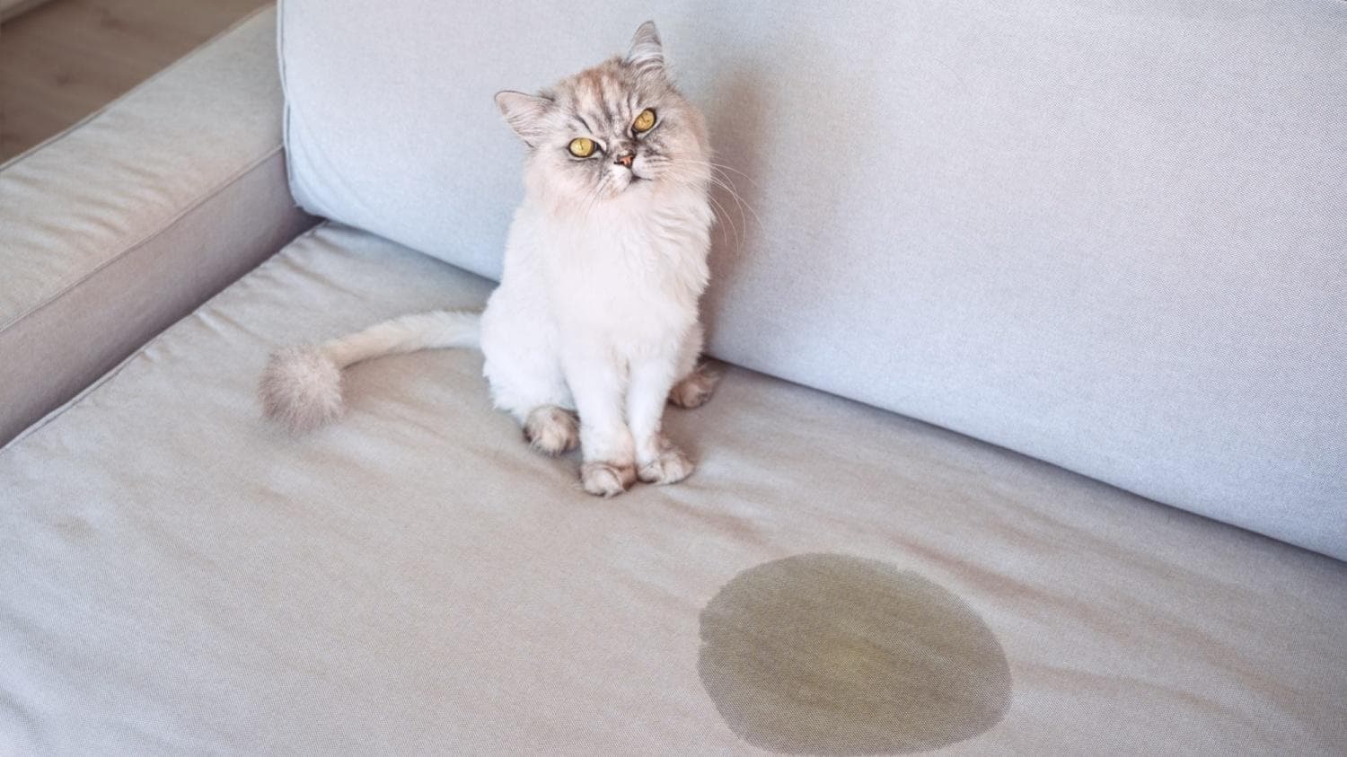 猫到处撒尿怎么办？这份实用指南帮你轻松应对