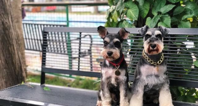 如何科学喂养雪纳瑞犬？15个实用建议让你的爱犬健康成长