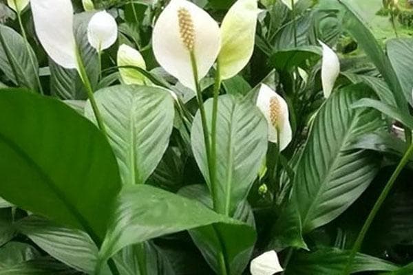 白掌怎么养才开花？