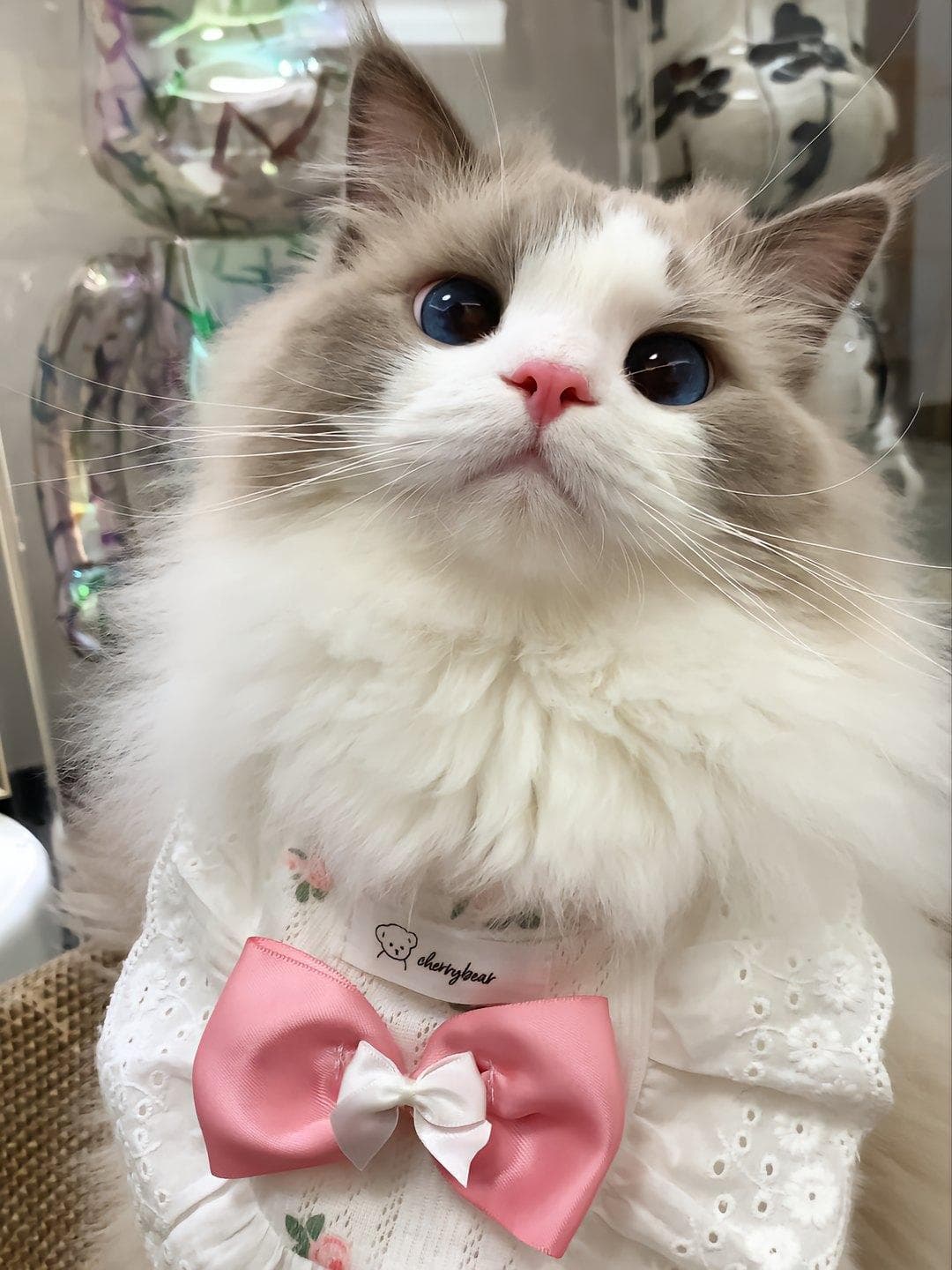 养猫对心理健康和幸福的影响
