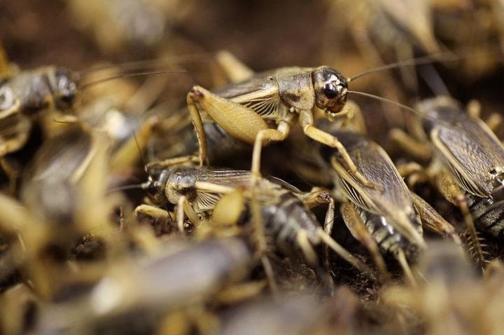 家庭养殖蟋蟀：100平米年产9000斤，利润可达4万元