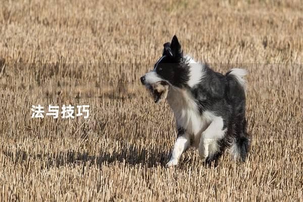 狗狗害怕怎么办安抚？教你有效的方法与技巧