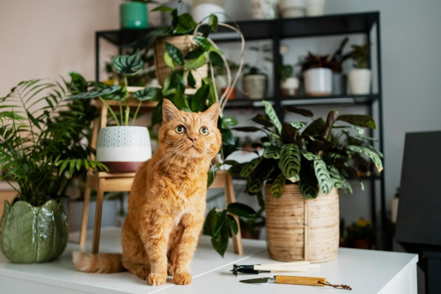 养猫的家庭要避免养哪些植物