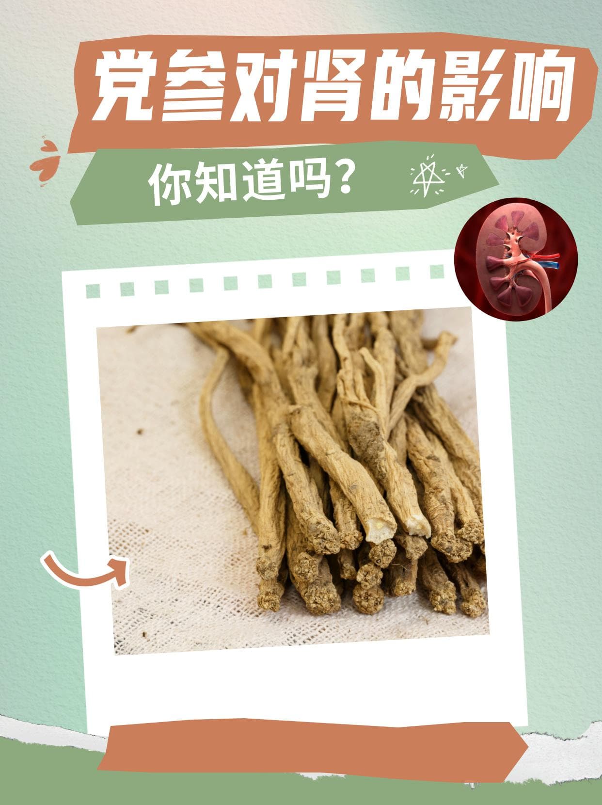 党参对肾的影响，你知道吗？