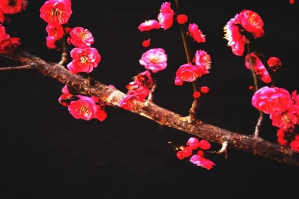 品读《鲜血梅花》：循环且灿烂的生命历程