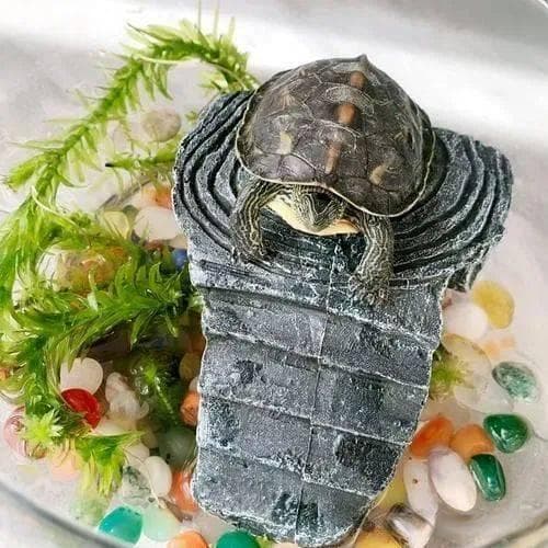 养龟必读：过度喂食的危害与应对方案