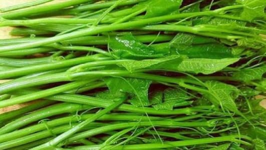 龙须菜的功效与食用指南：营养价值、功效作用及注意事项