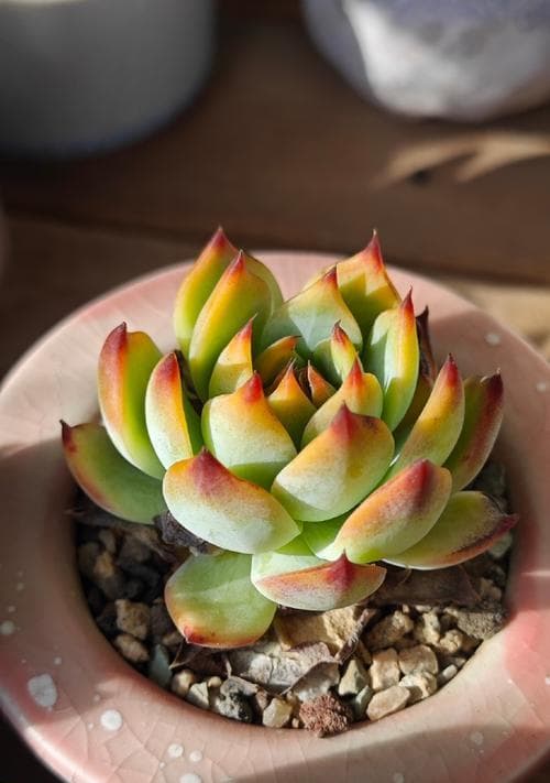 多肉植物的浇水时间（正确浇水让多肉更茁壮）