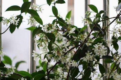 风车茉莉怎么养长得快？一文详解风车茉莉的养殖方法