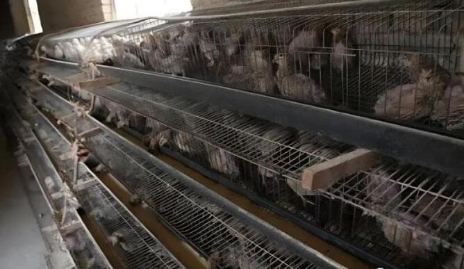 鹌鹑养殖技术：不同生长阶段的饲养管理要点