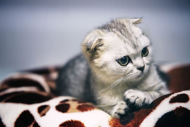 猫咖的猫会携带狂犬病吗？被抓伤后如何处理？