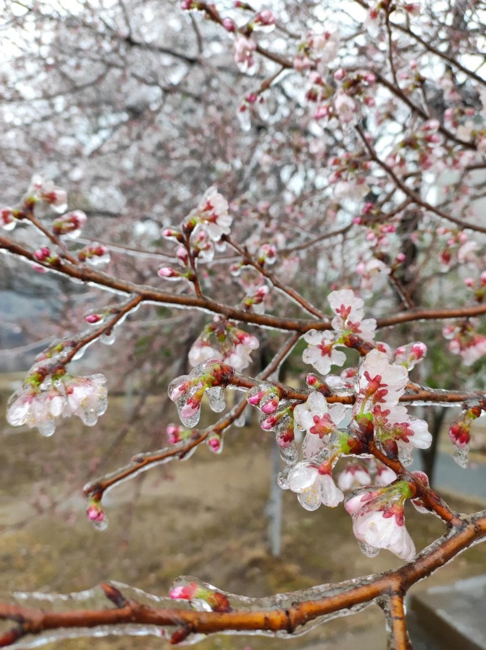 武汉清凉寨出现大面积"冰冻樱花"，专家：已开花的会加速枯萎，晚花品种受影响不大