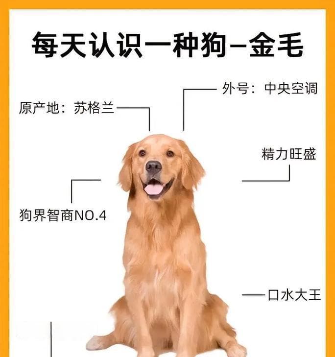 金毛犬的标准体重及正常范围：从幼犬到成年的科学养护指南
