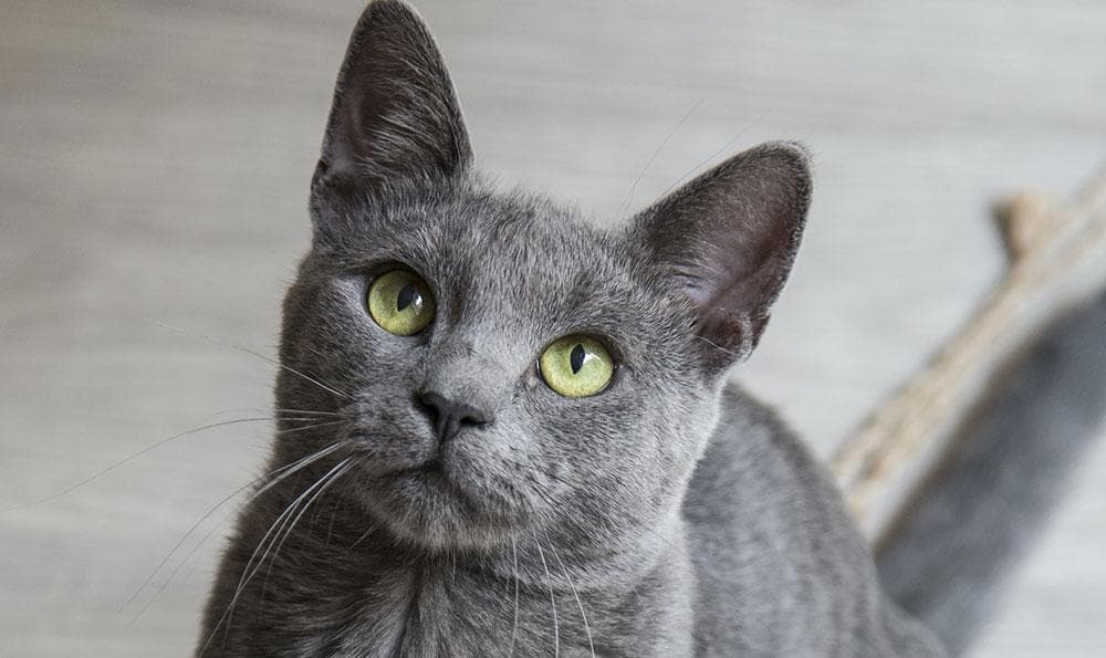 自制猫粮完全指南：从基础到进阶的详细教程