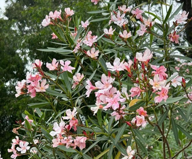 农村常见的4种剧毒植物，遇见只可远观，尤其是第四种，要注意！
