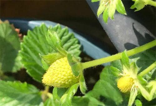草莓果期用什么水溶肥好?肥料使用技巧