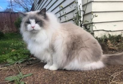 布偶猫能长多少斤？成年后体型多大？科学喂养助力健康成长