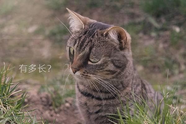猫一般怀孕几个月生产，母猫的孕期有多长？