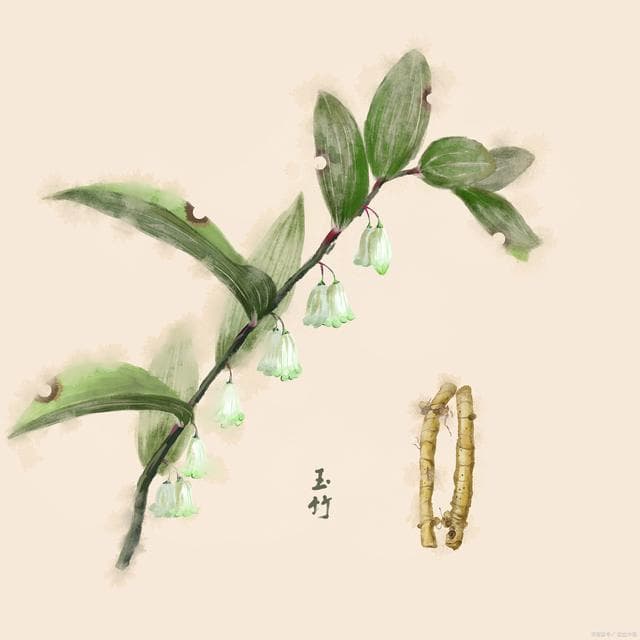 生活中的药食同源，吃出健康生活之玉竹