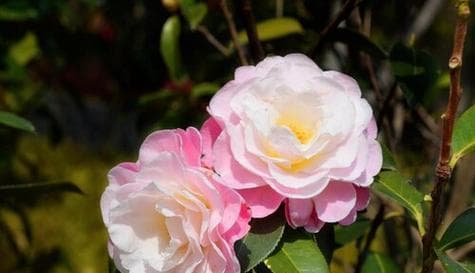 什么花代表永恒的爱？永恒花语的花卉有哪些？