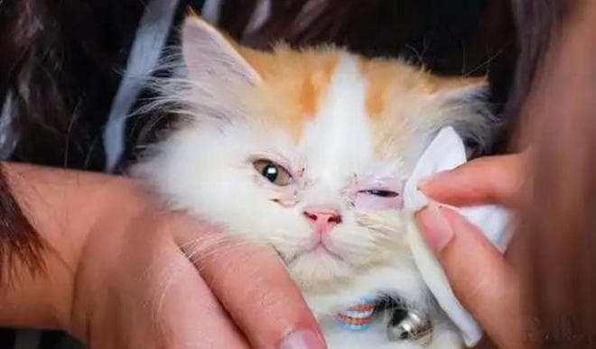 科学去除猫泪痕，还猫咪清澈眼眸