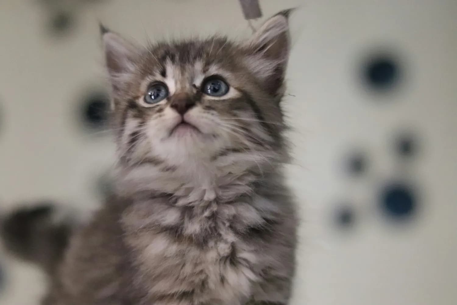 猫咪驱虫新选择：普安特阿维菌素透皮溶液使用指南
