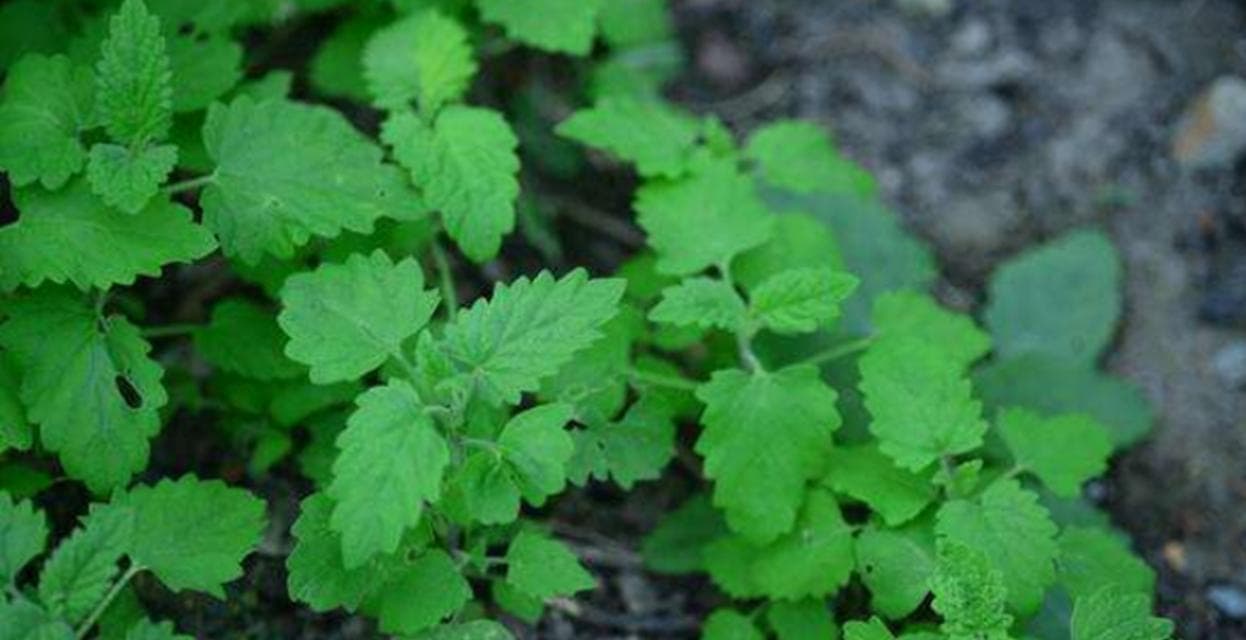 驱虫植物大全：15种天然绿色驱虫良方