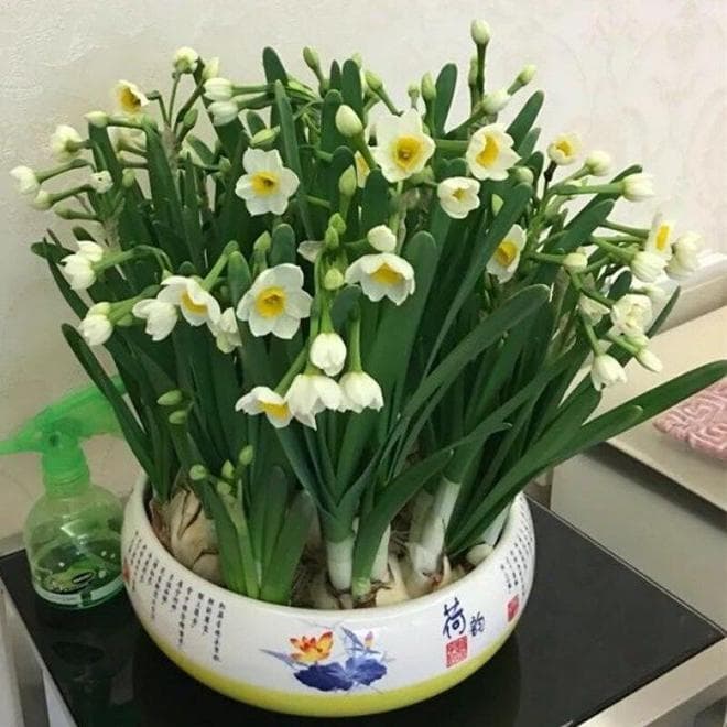 土培水仙花正确养法