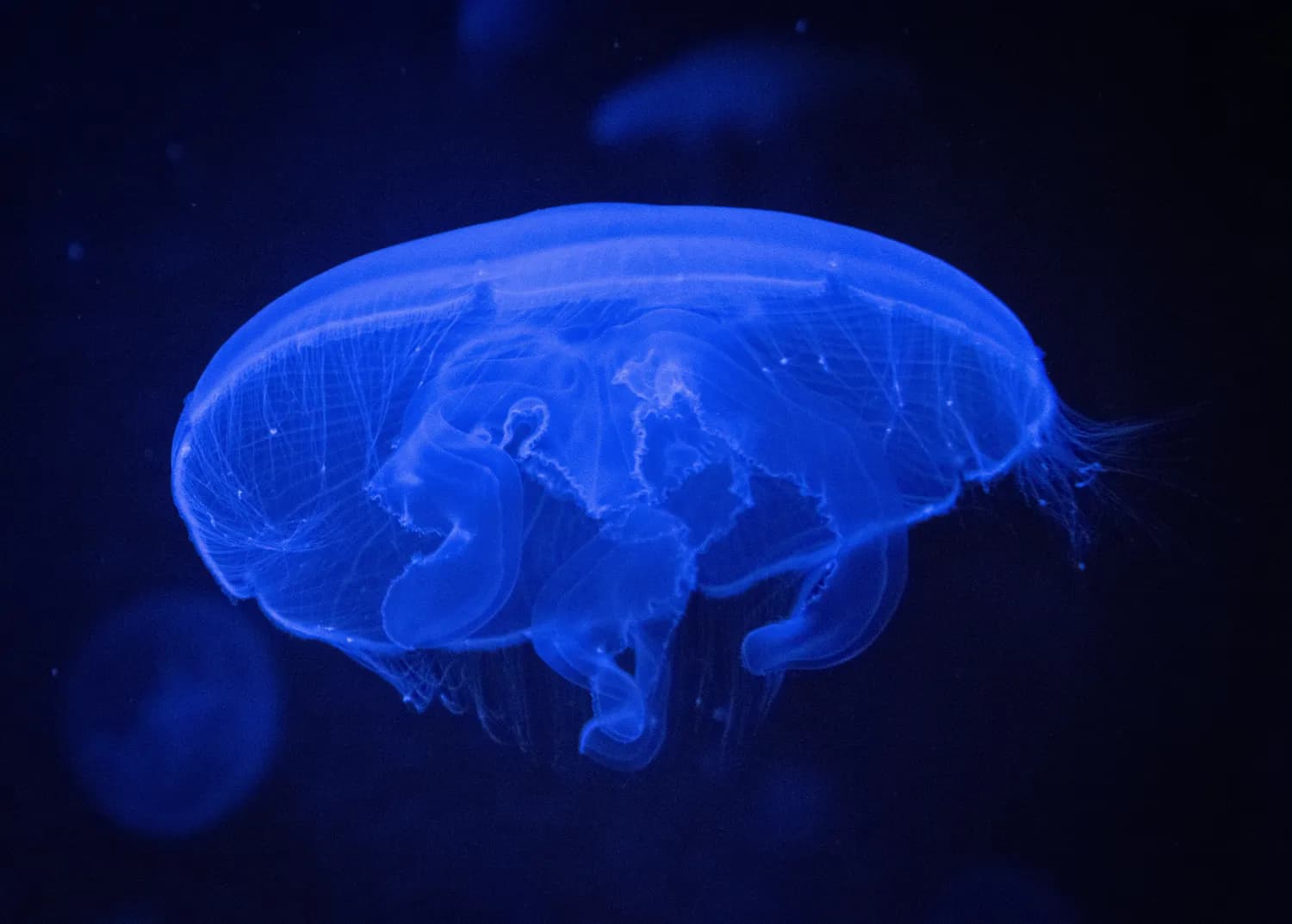 中国科学家在《科学》发文揭示水熊虫耐辐射机制，为辐射防护提供新思路