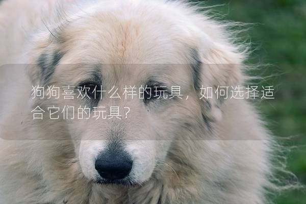 狗狗喜欢什么样的玩具？如何选择适合它们的玩具？