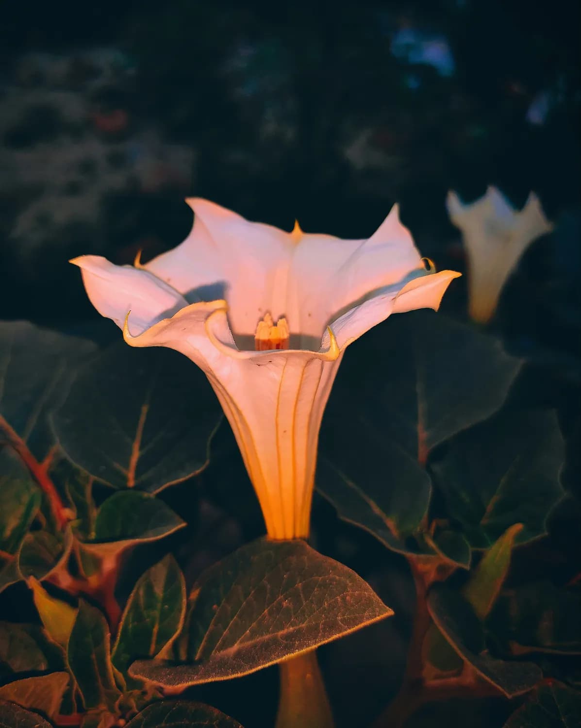 曼陀罗：最毒佛教花的致命真相