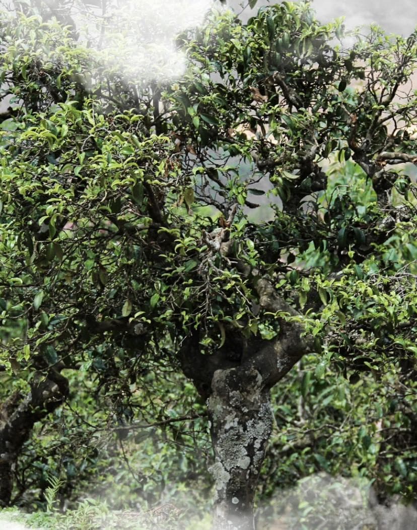 如何选购普洱茶？知名普洱茶产地介绍及选购攻略
