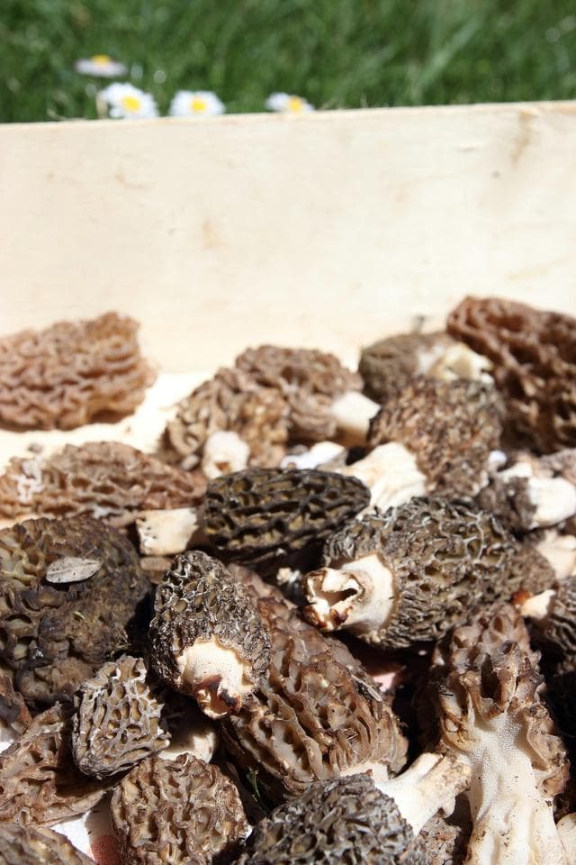 羊肚菌种植技术，附栽培条件及培养材料的配方