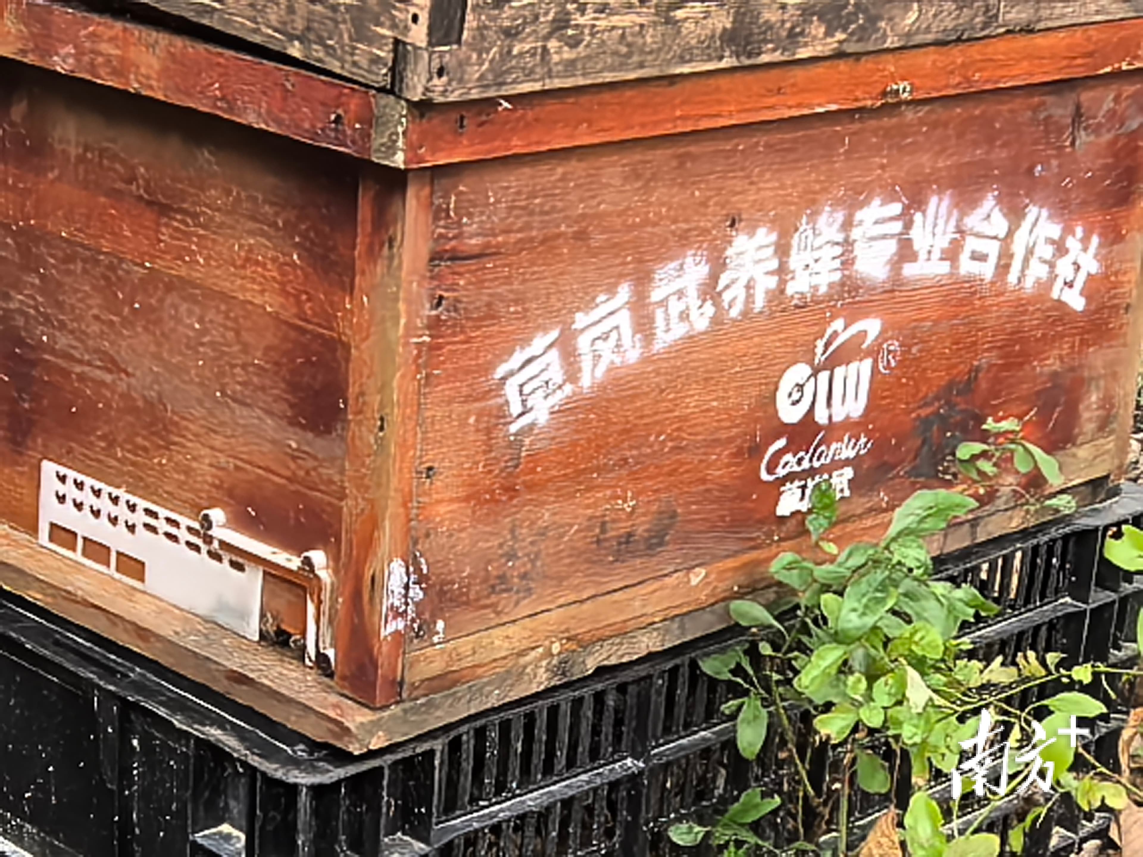 “蜂箱变宝箱，甲鱼成金鱼”，湘桥富民兴村有好方