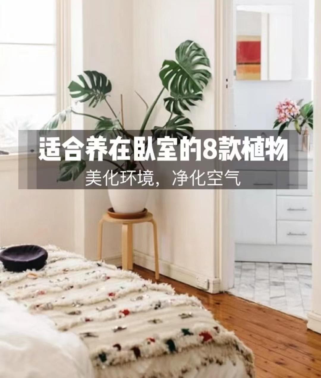 卧室里适合养什么花（卧室必养的8种花推荐）