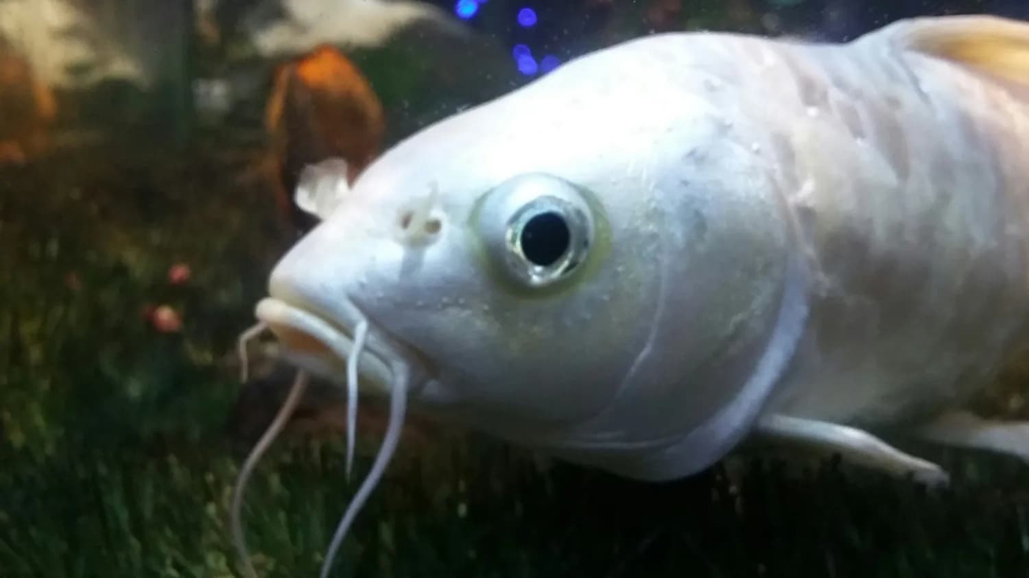 白化龙鱼：水族界的高颜值担当