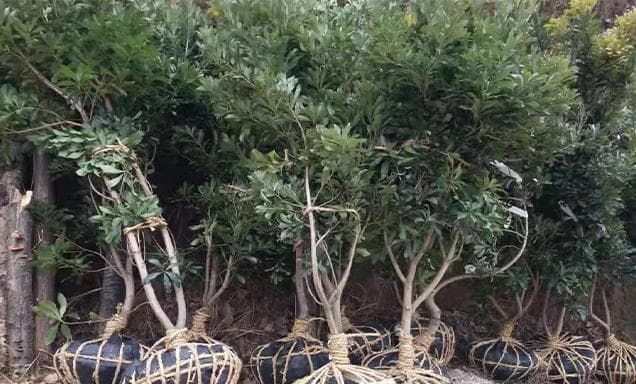 杨梅树可以盆栽吗？（从种植、养护到收获，了解杨梅盆栽的一切）