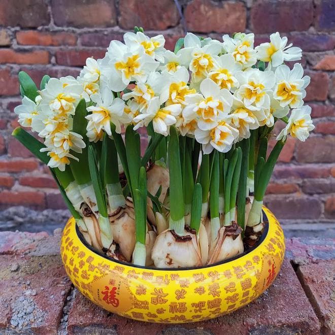 水仙花什么季节开花