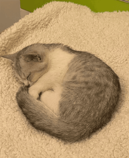 猫咪爱睡觉正常吗？解析猫的睡眠习惯及其健康意义