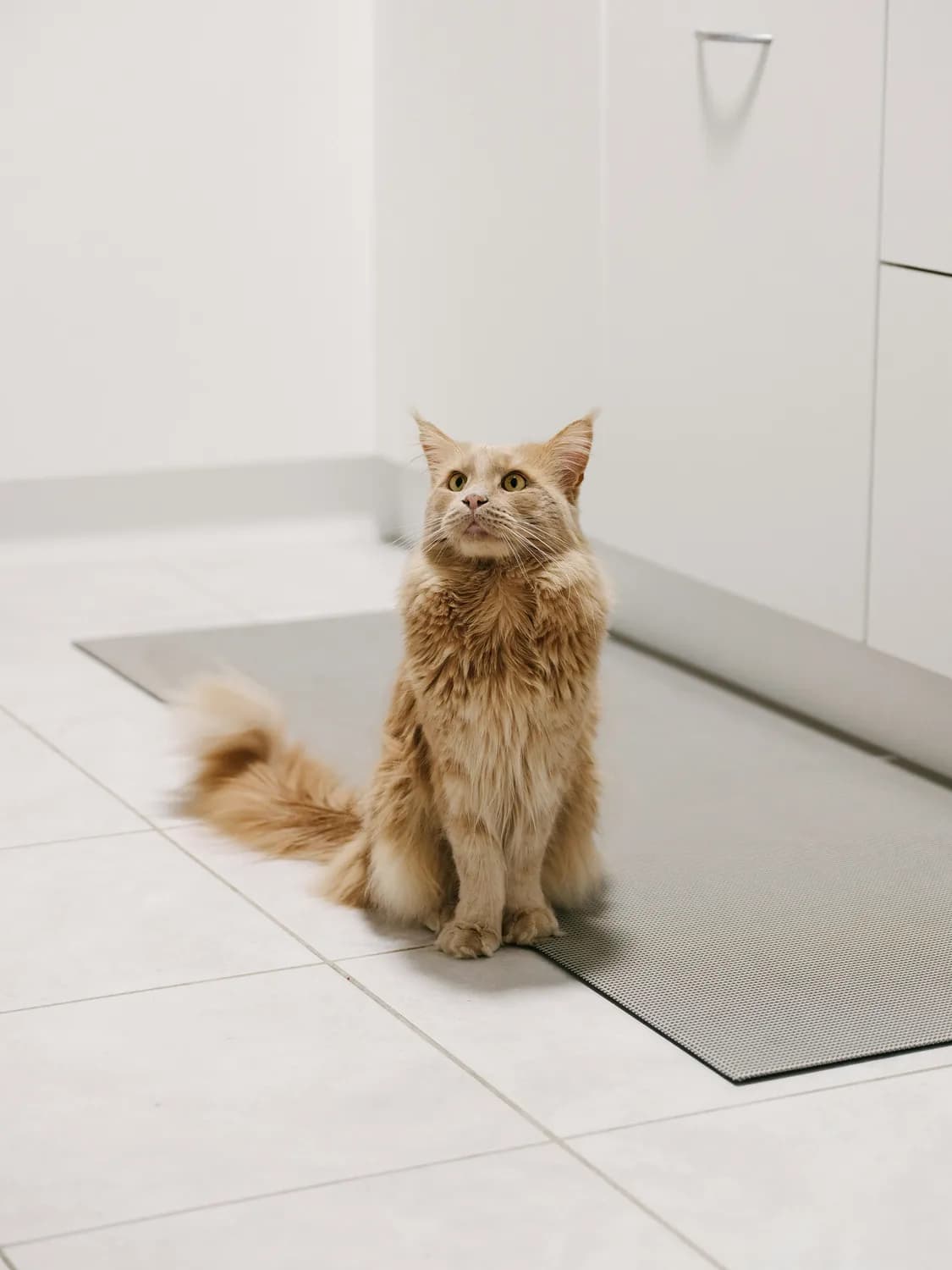 猫咪排尿异常？宠颐生&博爱动物医院来支招！