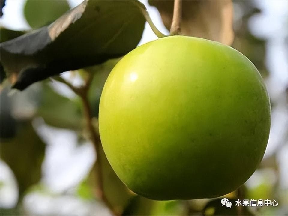 牛奶青枣和苹果青枣的区别及台湾青枣品种详解