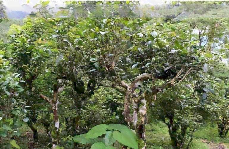 重庆溪特色正宗老鹰茶：品味传统与创新的完美融合