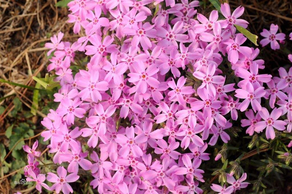 芝樱种植指南：从播种到开花全过程详解