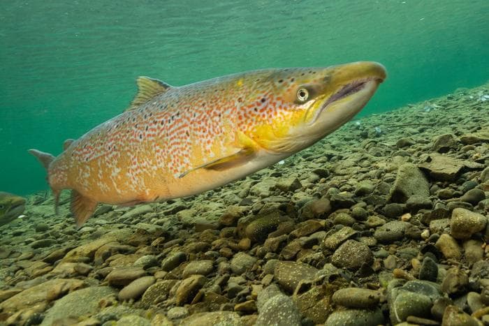 大西洋鲑鱼（Salmo salar）全面科学解析