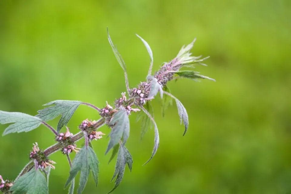 身边常见的中草药——益母草，对女性特别好，是行血养血良药