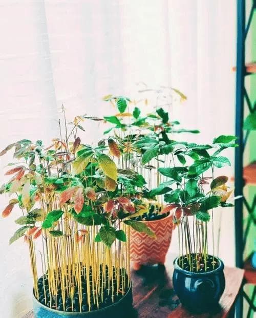 龙眼树苗怎样栽最好？果农这样说
