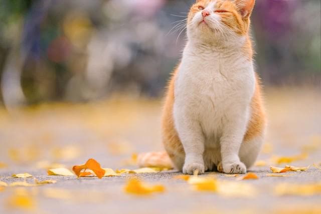 流浪橘猫后代必定出现橘色花纹，显性基因如何突破杂交规律？